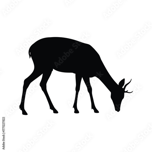 Silhouette of a young grazing deer on a white isolated background, deer sniffing the ground silhouette vector illustration