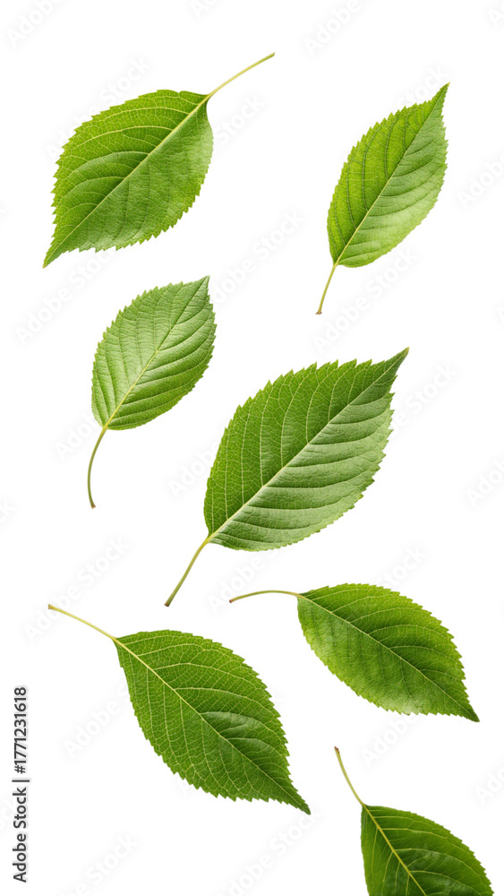 Fototapeta premium green leaves isolated on white