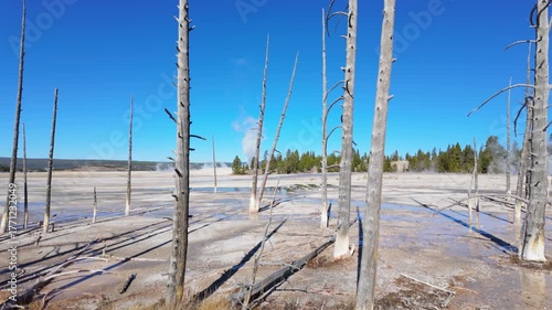 Walking Past dead Trees at Lower geyser Basin Yellowstone