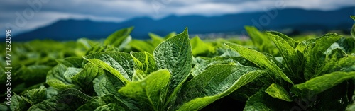 Fresh Green Leaves With Water Droplets In Field