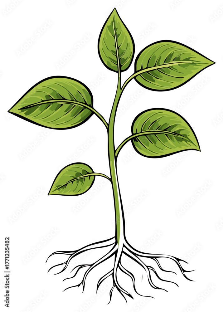 custom made wallpaper toronto digitalIllustration of a Young Plant Sapling Growing Upwards with Roots and Green Leaves