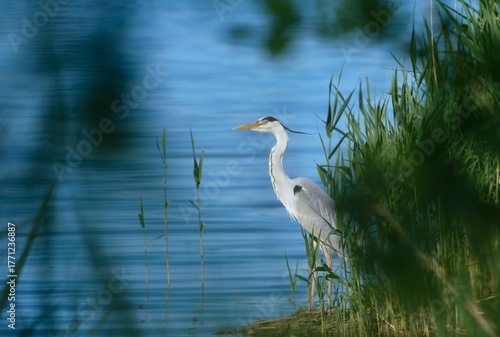 A grey heron sits on the shore of a pond with beautiful blue water. A grey heron in the nature habitat.  Ardea cinerea