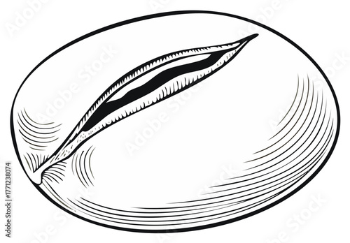 Engraved Style Illustration of a Coffee Bean Seed in Black and White Ink