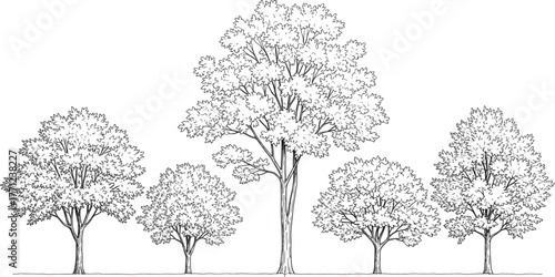 Black and white illustration of five deciduous trees in symmetrical row, varied height and canopy, nature sketch, landscape design reference