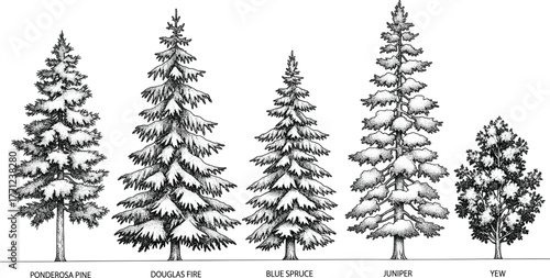 Black and white illustration of five coniferous trees—Ponderosa Pine, Douglas Fir, Blue Spruce, Juniper, Yew—botanical comparison, forestry reference