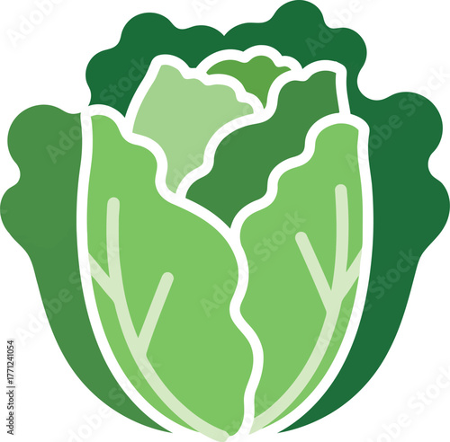 Fresh green lettuce head simple flat icon healthy food ingredient vector