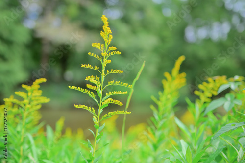 初秋に咲くセイタカアワダチソウ