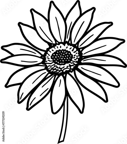 Sunflower illustration detailed botanical drawing of single blooming sunflower with leaves and stem, nature floral outline art