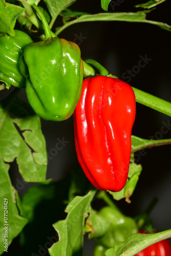 Habanero chilis on its plant in a closeup