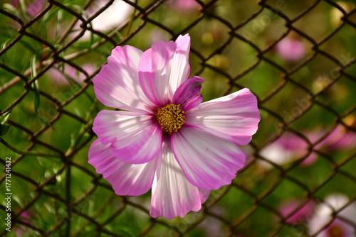 Cosmea flower at a fence