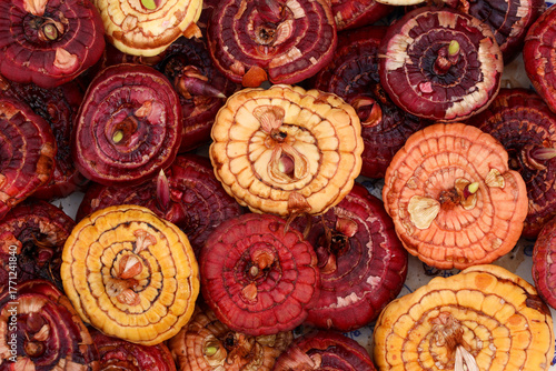 gladiolus bulbs are dried after treatment with antibacterial drugs