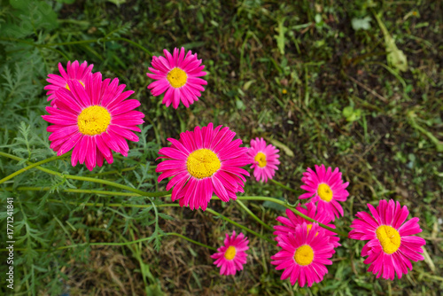 perennial herbaceous plant pyrethrum - bright red chamomile