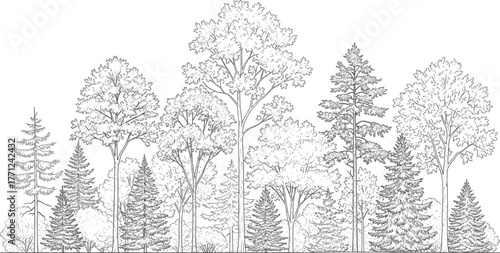 Black and white forest illustration with deciduous and coniferous trees, botanical diversity, detailed foliage, educational line art, nature drawing
