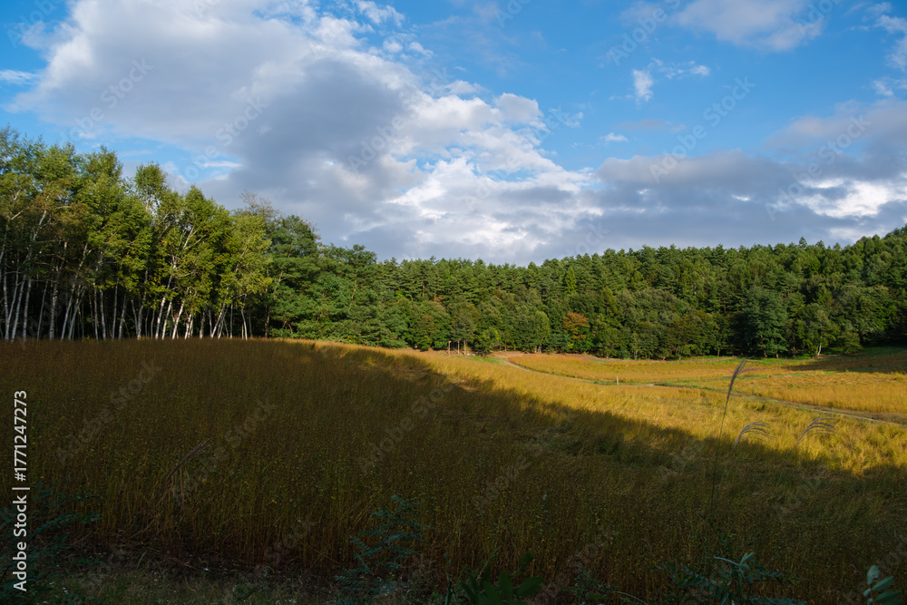 Obraz premium 高原の青空