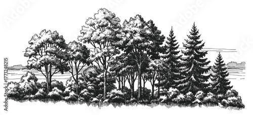 Black and white forest illustration with deciduous and coniferous trees, dense foliage, shrubs, textured landscape, ecological diversity, nature drawing