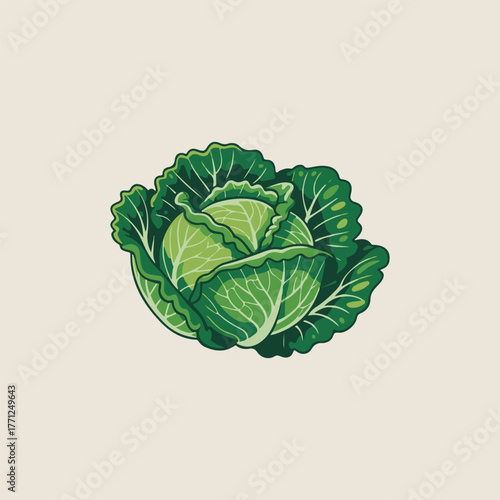 illustration of cabbage