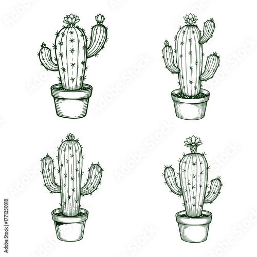 A creative arrangement displays the cactus collection in pots, each with unique spiky details and blooming flowers.