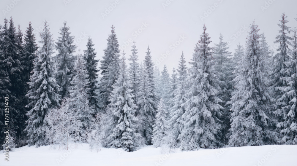 Obraz premium nordic minimal snowy forest background