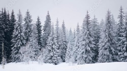 nordic minimal snowy forest background