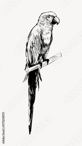 Macaw parrot animal illustration vector