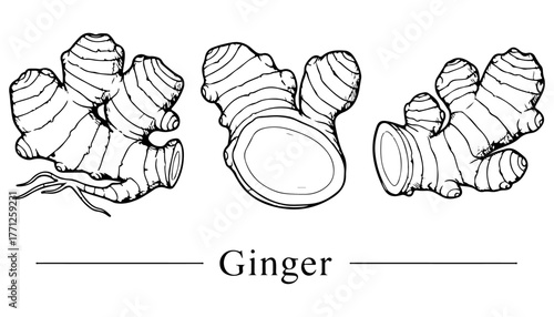 Three ginger roots are illustrated in a line drawing, showcasing their shape, texture, and cut cross-section.