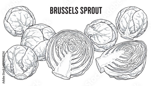 Detailed illustration of whole and halved Brussels sprouts, showcasing their internal structure and outer leaves.