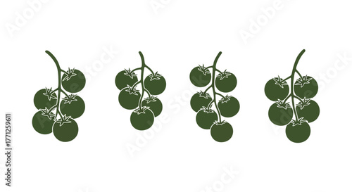 Four clusters of green tomatoes displayed in a simple graphic illustration
