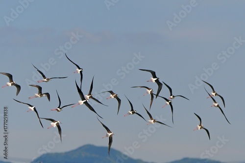 birds in flight セイタカシギ