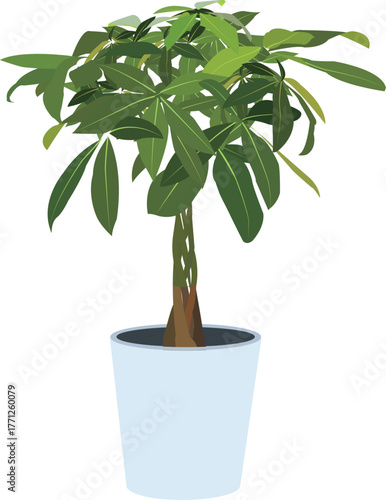 観葉植物　パキラ　イラスト