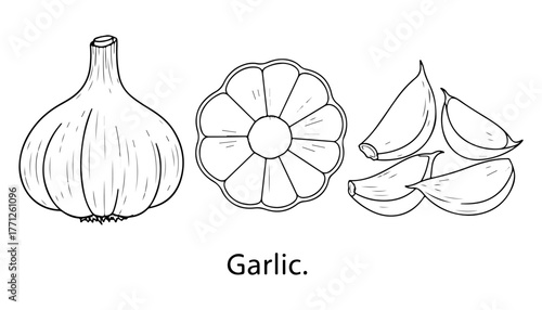 Line art illustration of a whole garlic bulb, a cross-section of garlic, and several individual garlic cloves.