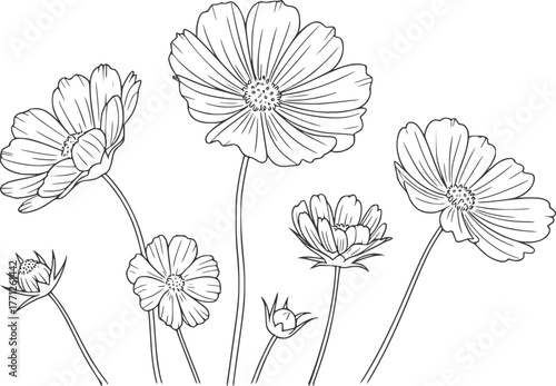 Delicate line drawing of blooming cosmos flowers and buds floral botanical