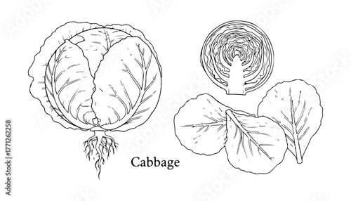 Detailed black and white line drawing of a cabbage, including a whole cabbage, a cross-section, and individual leaves.