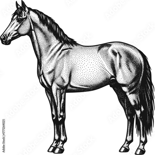 Monochrome vector drawing of a horse. EPS version.
