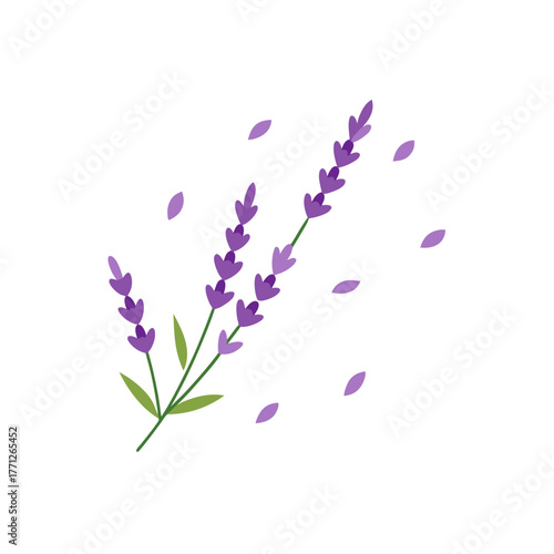 Fragrant Lavender Flower Scattered on White Background for Spa Designs