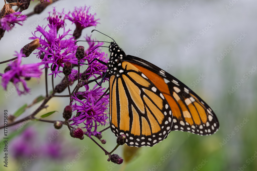 Fototapeta premium Monarch Butterfly on Purple Ironweed Flower