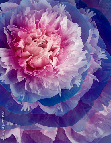 Floral  background. Flowers  peonies and petals peonies. Close up.   Floral spring vertical background.
