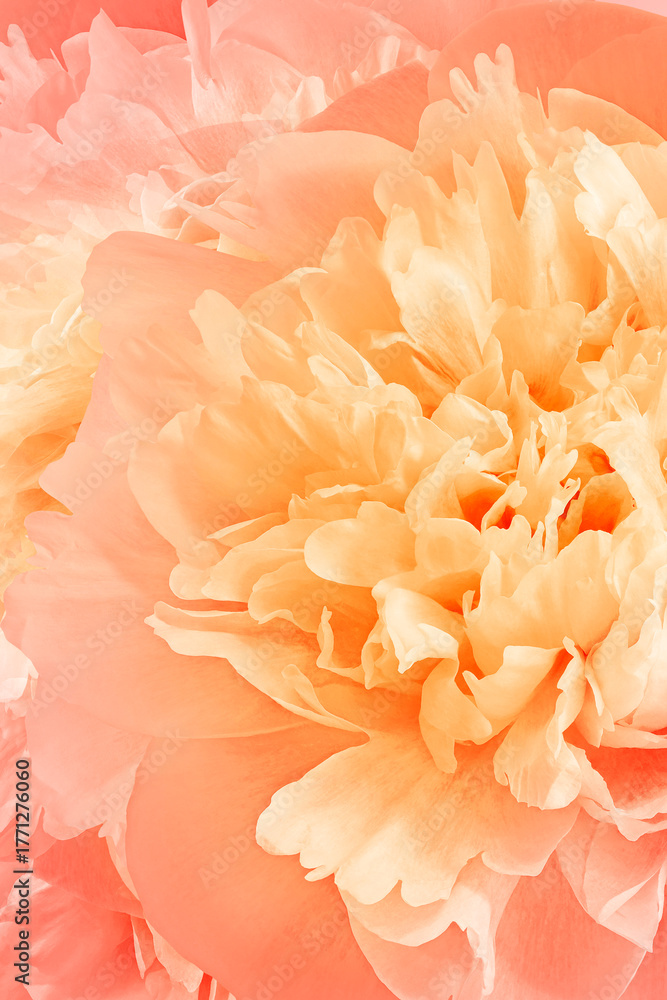 Obraz premium Floral background. Flowers peonies and petals peonies. Close up. Floral spring vertical background. Категория 1 