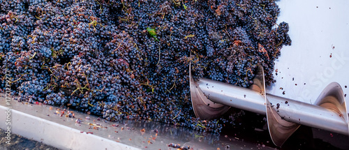 Bild auf Leinwand Close-up of red grape destemming and crushing machine in action during wine prod