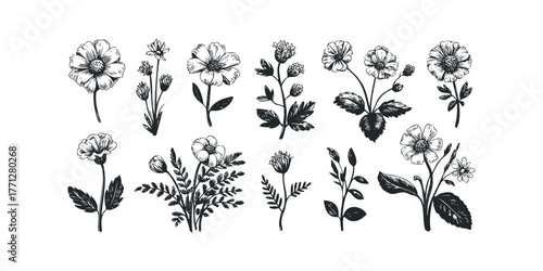 Set of Hand Drawn Wildflower Sprigs and Blooms