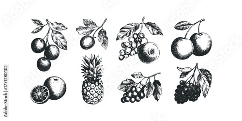 Collection of hand drawn fruits on branches and pineapple