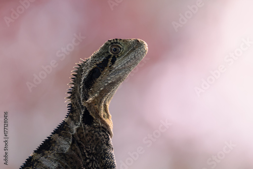 A portrait of an Eastern water dragon in watchful mode and showing its spikey spine and cheeks against a red and white blurred background at Robina Riverwalk on the Gold Coast in Queensland, Australia