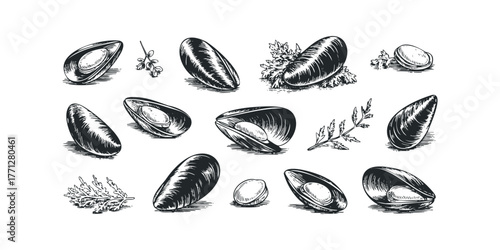 Collection of Hand-Drawn Mussels and Garnish Sprigs