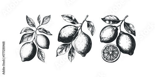 Hand drawn lemons on branches with leaves and slice