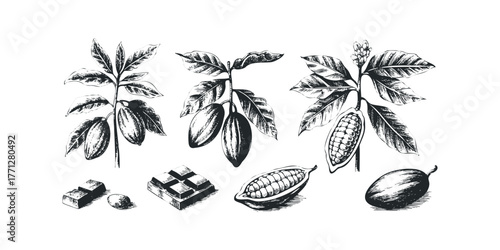 Cocoa Pods and Chocolate Pieces Hand Drawn Sketch