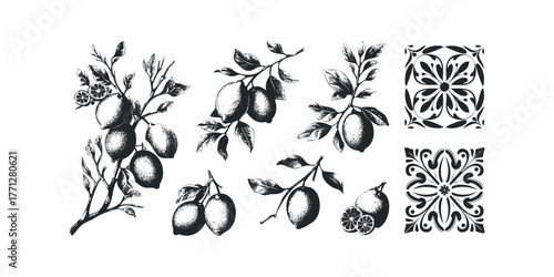 Ink drawing of lemons on branches and decorative motifs