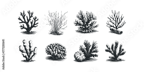 Collection of eight detailed black and white drawings of various coral species and marine life
