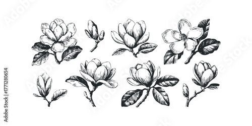 Hand-drawn botanical sketch of magnolia flowers and buds