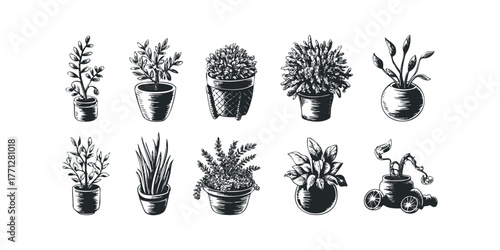 Collection of Hand Drawn Potted Plants and Botanicals