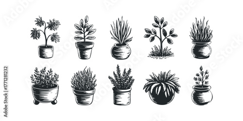 Collection of potted plants in sketch style