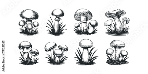 Collection of Hand Drawn Mushroom Varieties